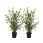 Lot De 2 Fargesia Gansu Xl – Plante D'Extérieur