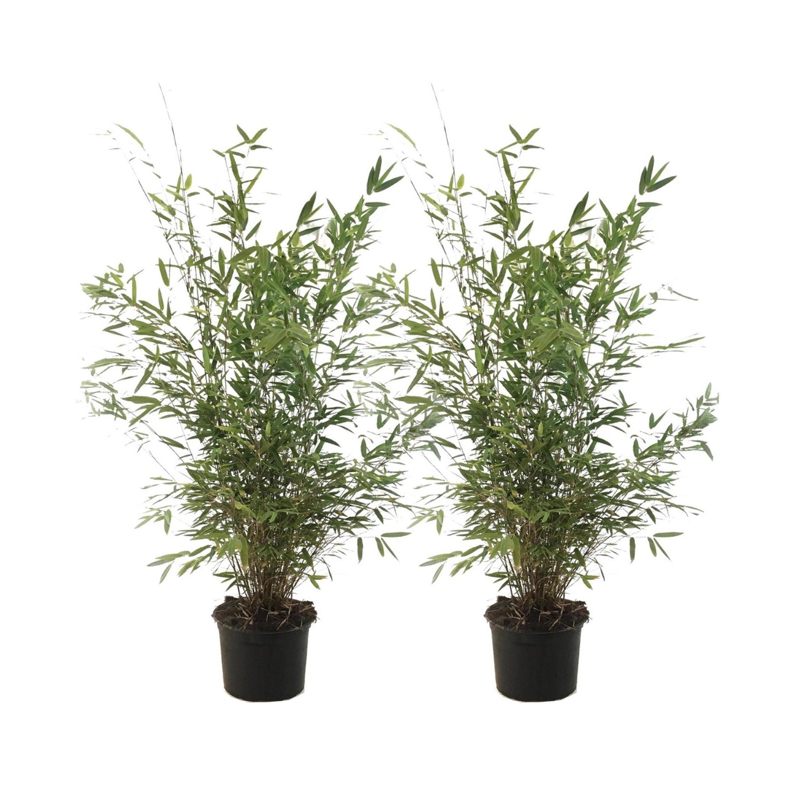 Lot De 2 Fargesia Gansu Xl – Plante D'Extérieur