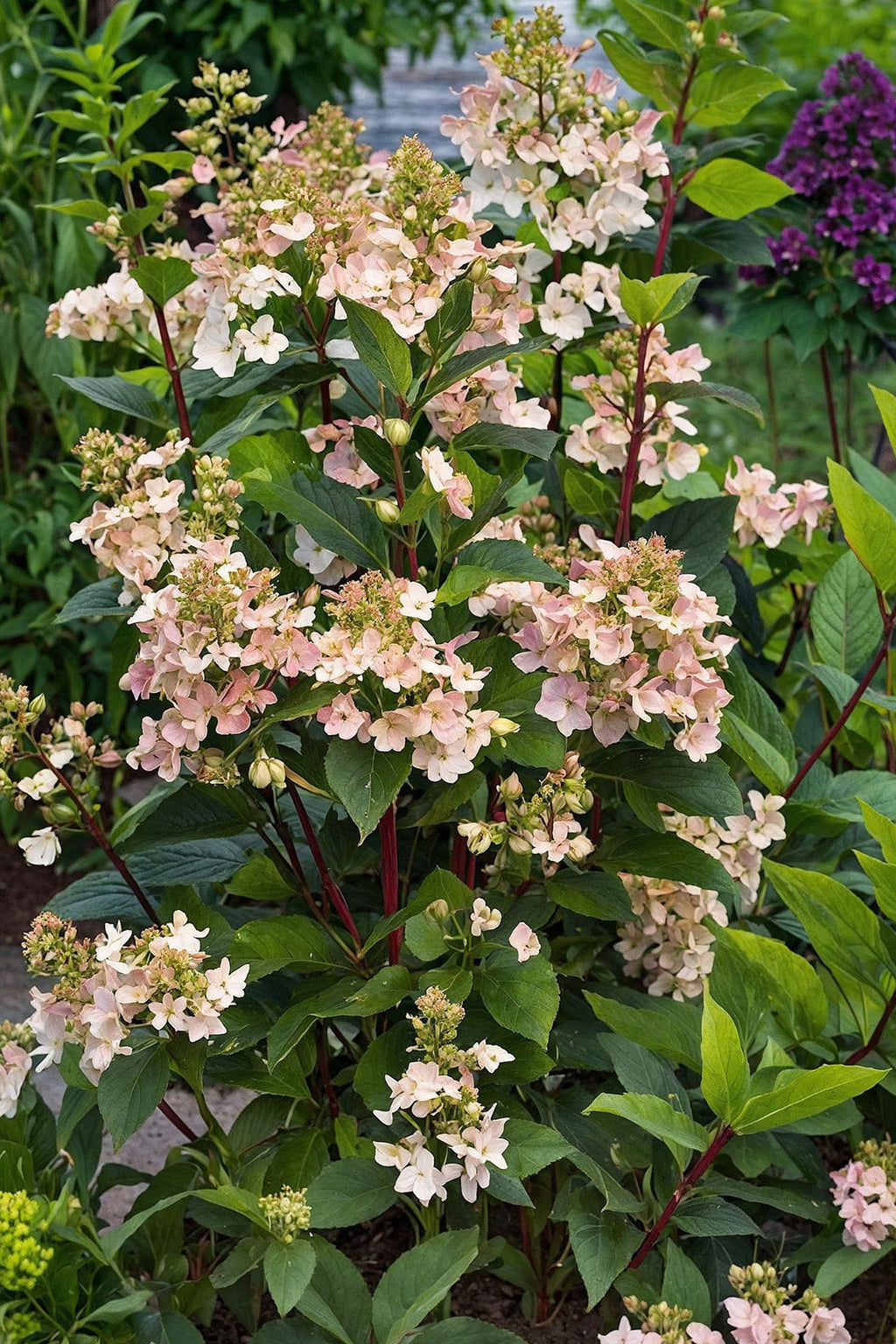 Lot De 2 Hortensias Paniculés ‘Early Harry’ – Plante D’Extérieur