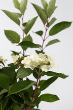 Lot De 2 Hortensias Paniculés ‘Early Harry’ – Plante D’Extérieur