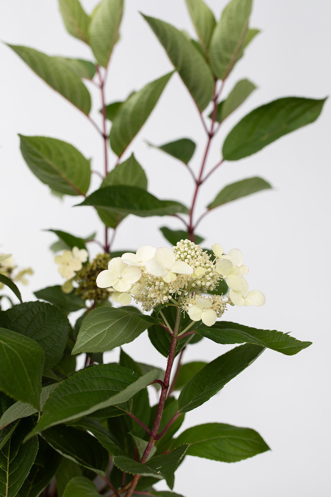 Lot De 2 Hortensias Paniculés ‘Early Harry’ – Plante D’Extérieur
