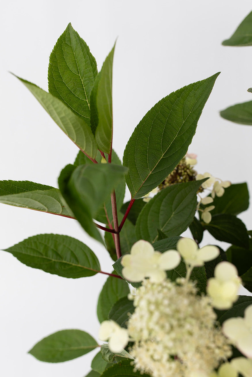 Lot De 2 Hortensias Paniculés ‘Early Harry’ – Plante D’Extérieur