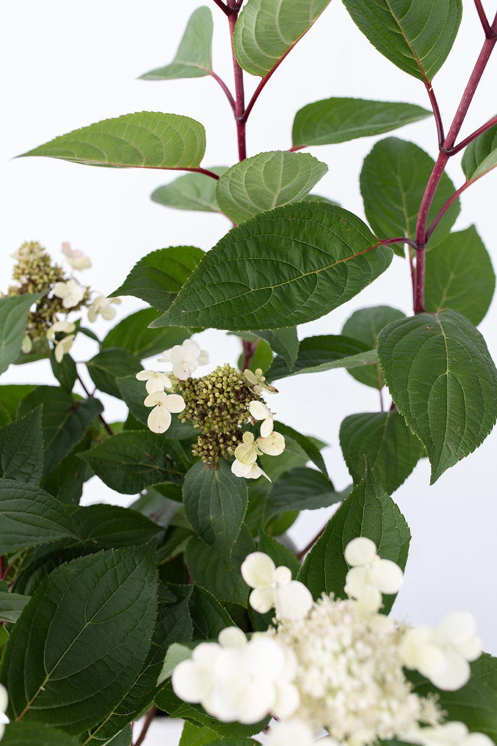 Lot De 2 Hortensias Paniculés ‘Early Harry’ – Plante D’Extérieur