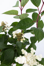 Lot De 2 Hortensias Paniculés ‘Early Harry’ – Plante D’Extérieur