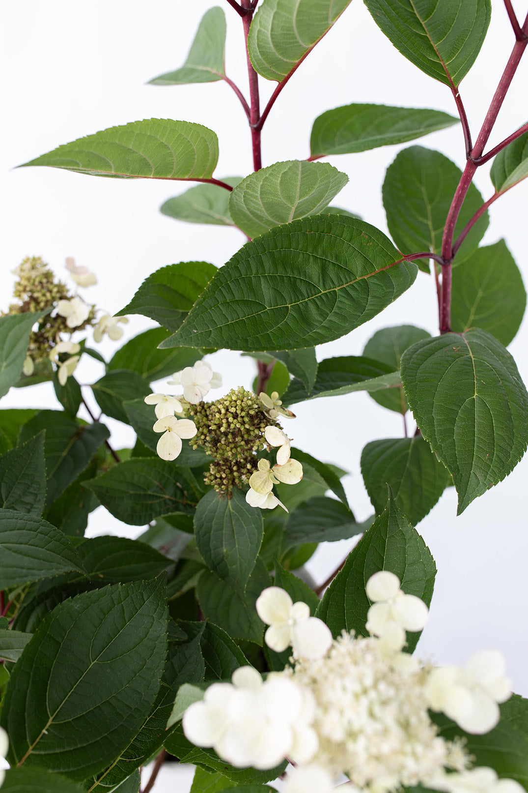 Lot De 2 Hortensias Paniculés ‘Early Harry’ – Plante D’Extérieur