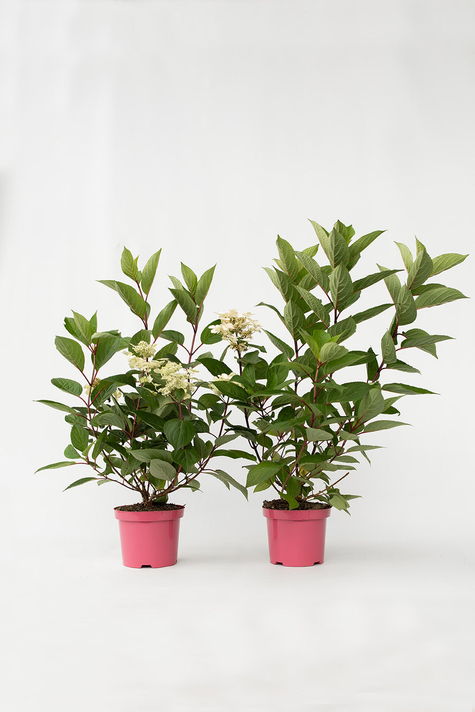 Lot De 2 Hortensias Paniculés ‘Early Harry’ – Plante D’Extérieur