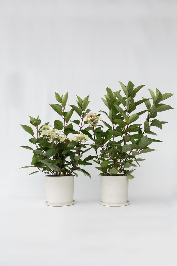 Lot De 2 Hortensias Paniculés ‘Early Harry’ – Plante D’Extérieur