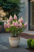 Lot De 2 Hortensias Paniculés Xl ‘Pinky Winky’ – Plante D’Extérieur