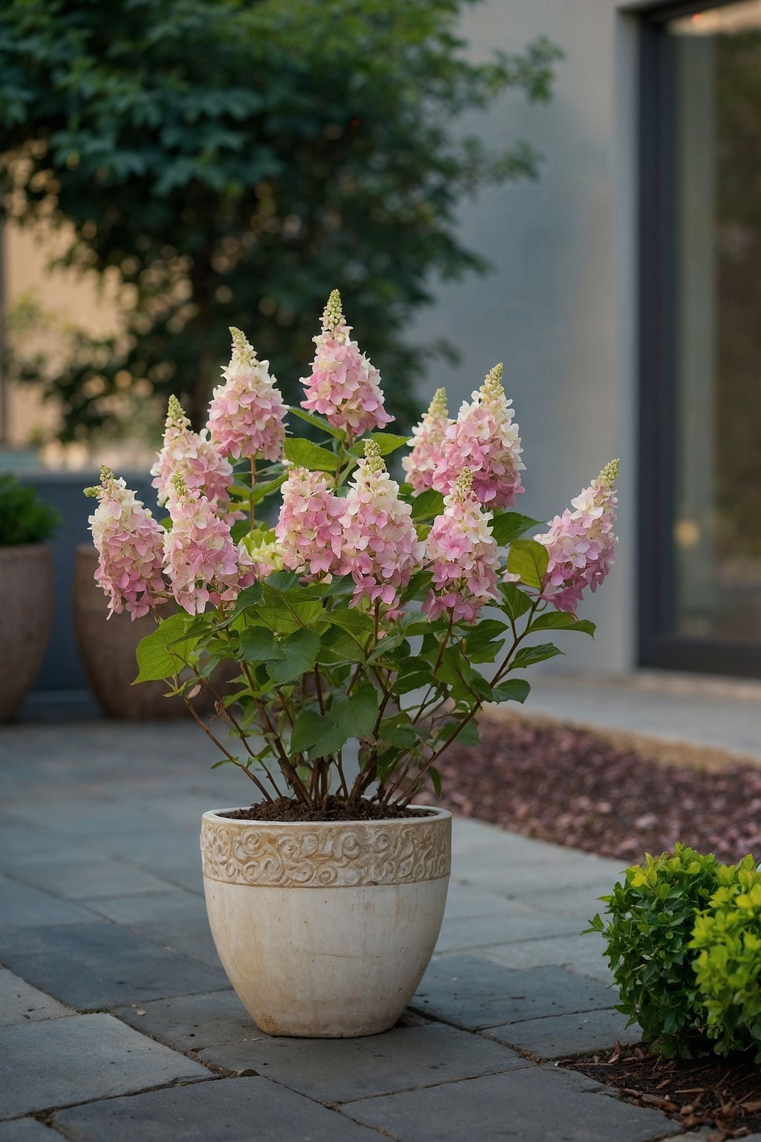 Lot De 2 Hortensias Paniculés Xl ‘Pinky Winky’ – Plante D’Extérieur