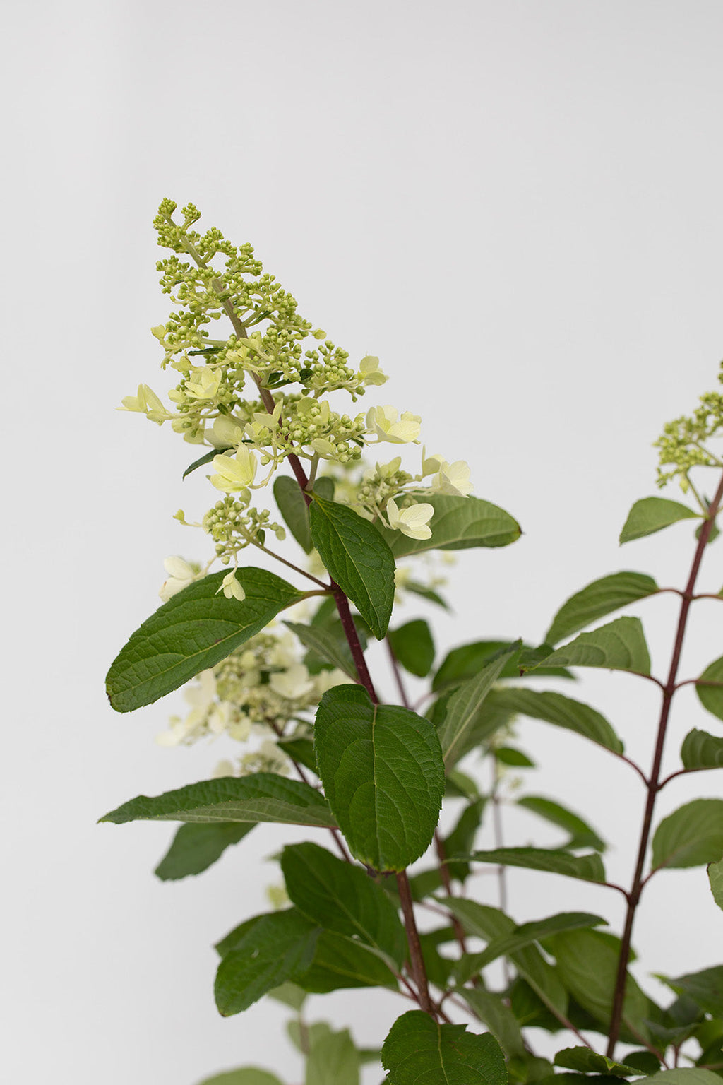 Lot De 2 Hortensias Paniculés Xl ‘Pinky Winky’ – Plante D’Extérieur