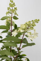 Lot De 2 Hortensias Paniculés Xl ‘Pinky Winky’ – Plante D’Extérieur