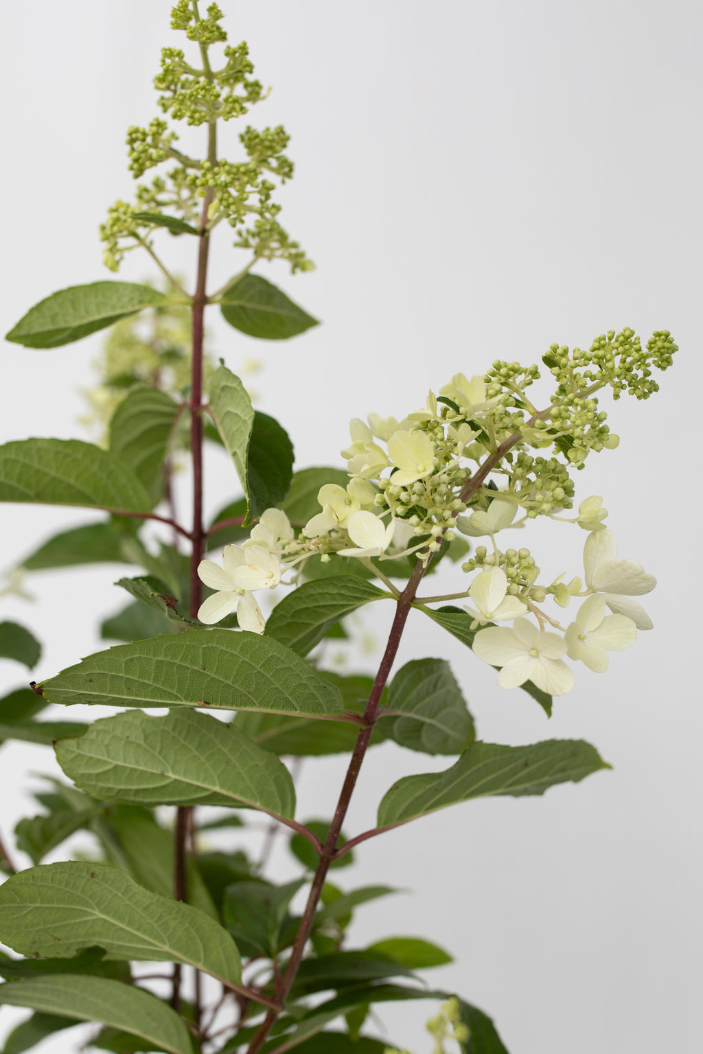 Lot De 2 Hortensias Paniculés Xl ‘Pinky Winky’ – Plante D’Extérieur