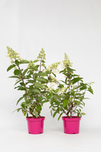 Lot De 2 Hortensias Paniculés Xl ‘Pinky Winky’ – Plante D’Extérieur