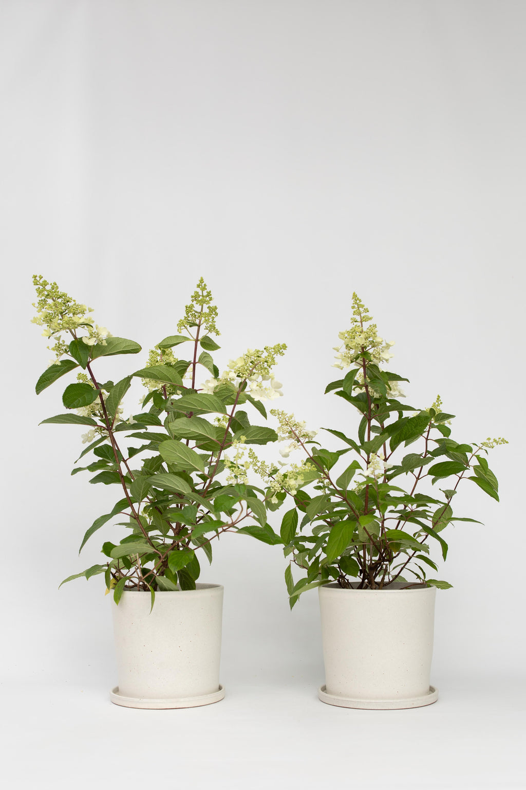 Lot De 2 Hortensias Paniculés Xl ‘Pinky Winky’ – Plante D’Extérieur