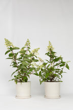 Lot De 2 Hortensias Paniculés Xl ‘Pinky Winky’ – Plante D’Extérieur