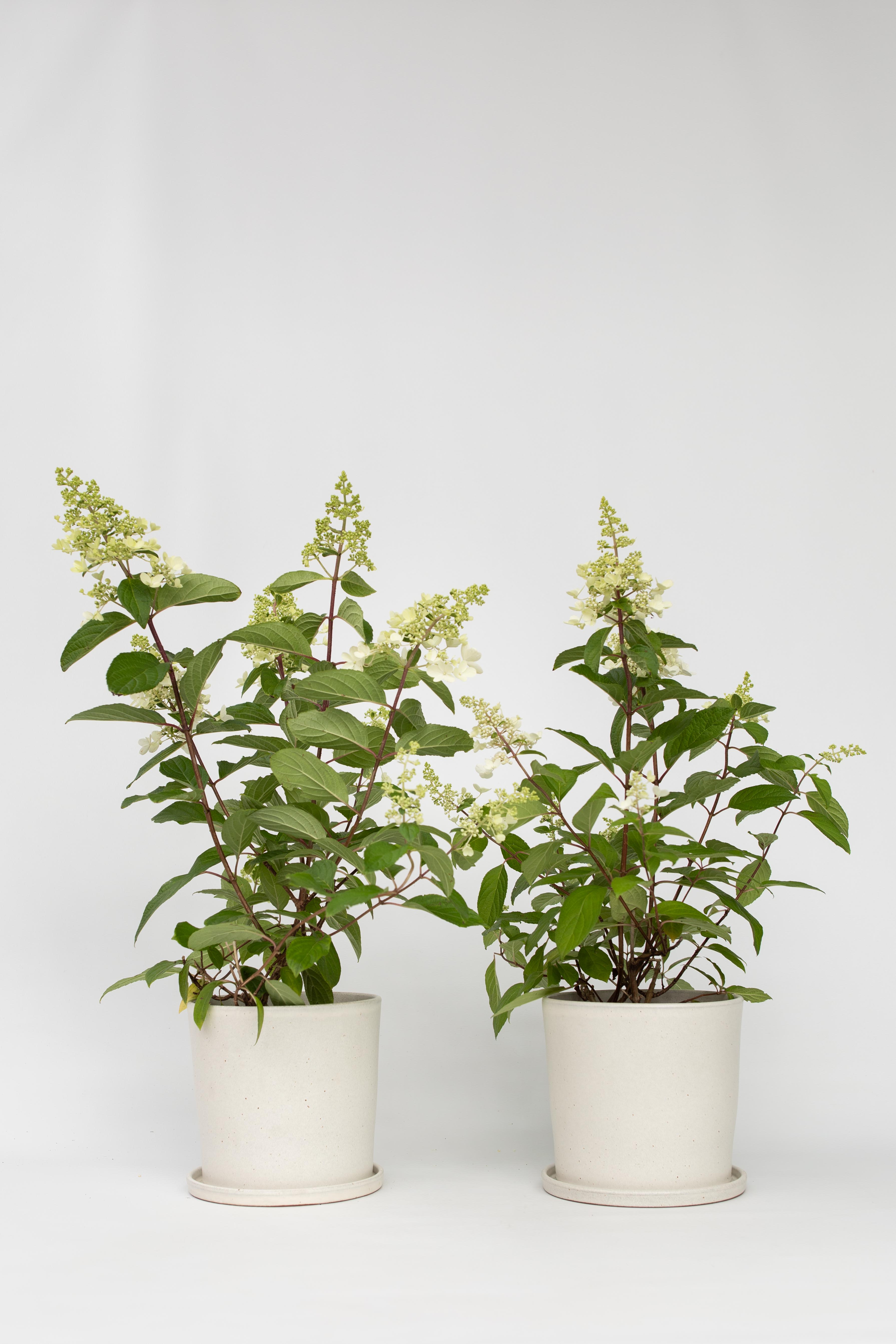 Lot De 2 Hortensias Paniculés Xl ‘Pinky Winky’ – Plante D’Extérieur