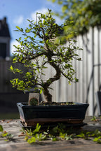 Bonsaï Carmona Forme S – Plante D’Intérieur