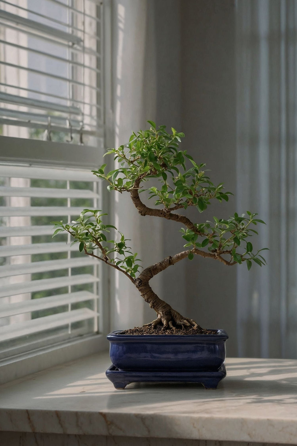 Bonsaï Carmona Forme S – Plante D’Intérieur