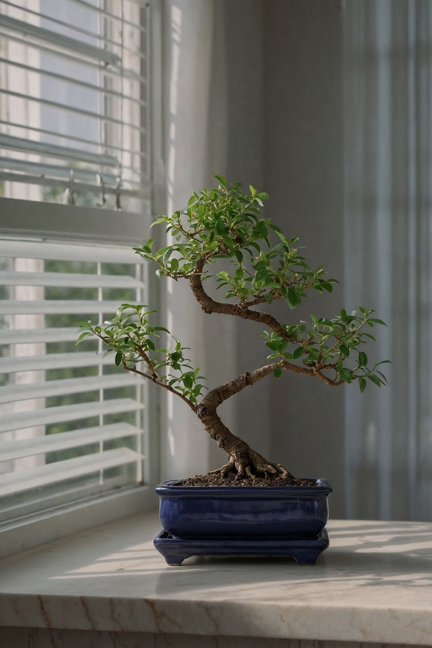 Bonsaï Carmona Forme S – Plante D’Intérieur