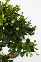 Bonsaï Carmona Forme S – Plante D’Intérieur