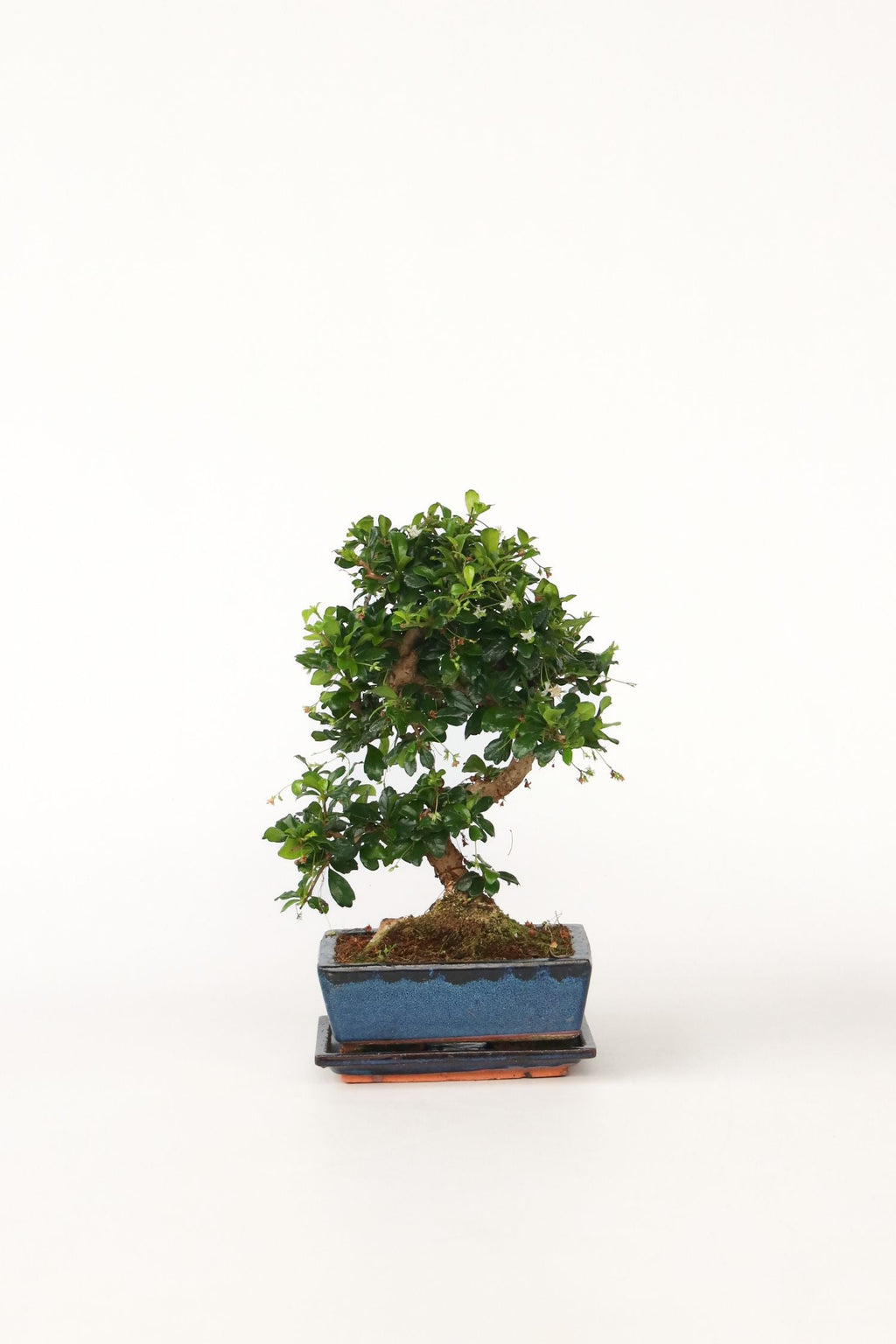 Bonsaï Carmona Forme S – Plante D’Intérieur