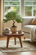 Bonsaï Zelkova Forme S – Plante D’Intérieur