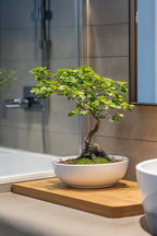 Bonsaï Zelkova Forme S – Plante D’Intérieur