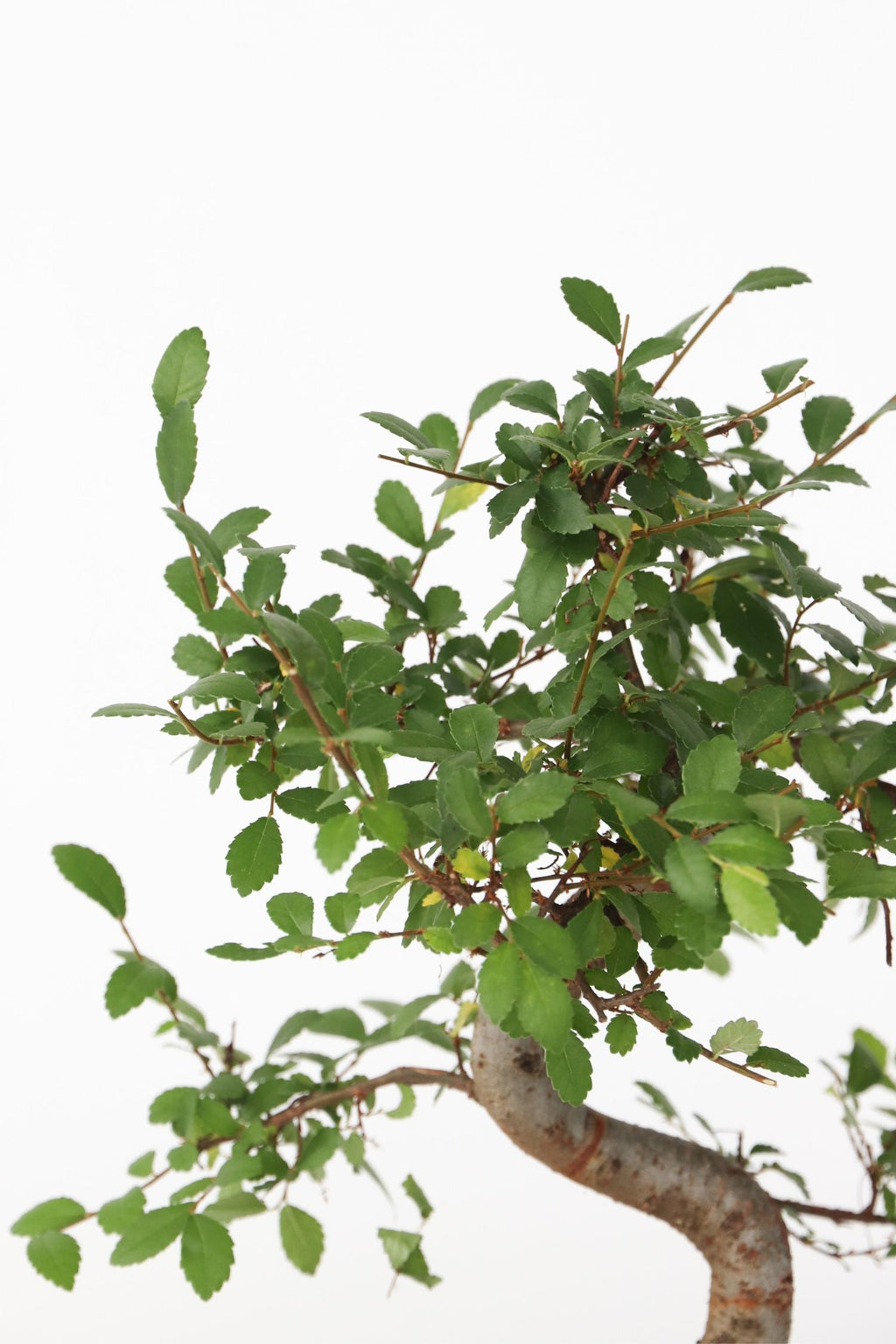 Bonsaï Zelkova Forme S – Plante D’Intérieur