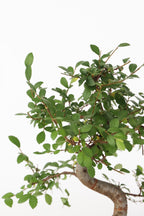 Bonsaï Zelkova Forme S – Plante D’Intérieur