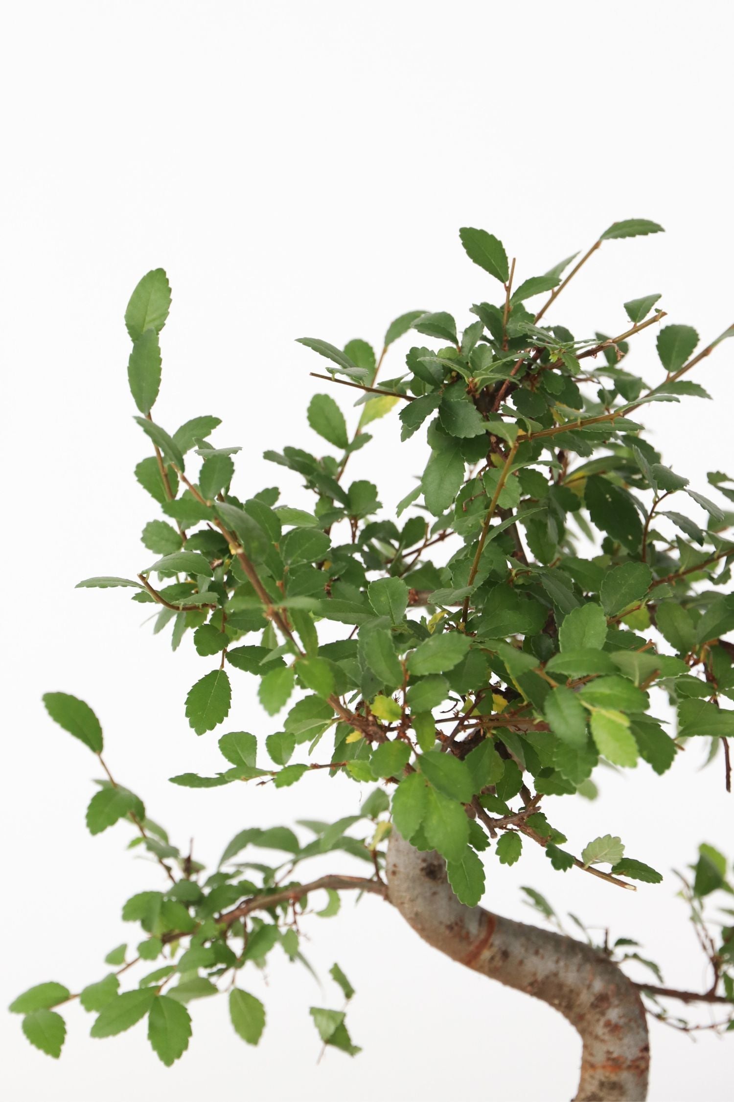Bonsaï Zelkova Forme S – Plante D’Intérieur