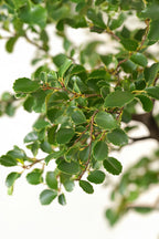 Bonsaï Zelkova Forme S – Plante D’Intérieur