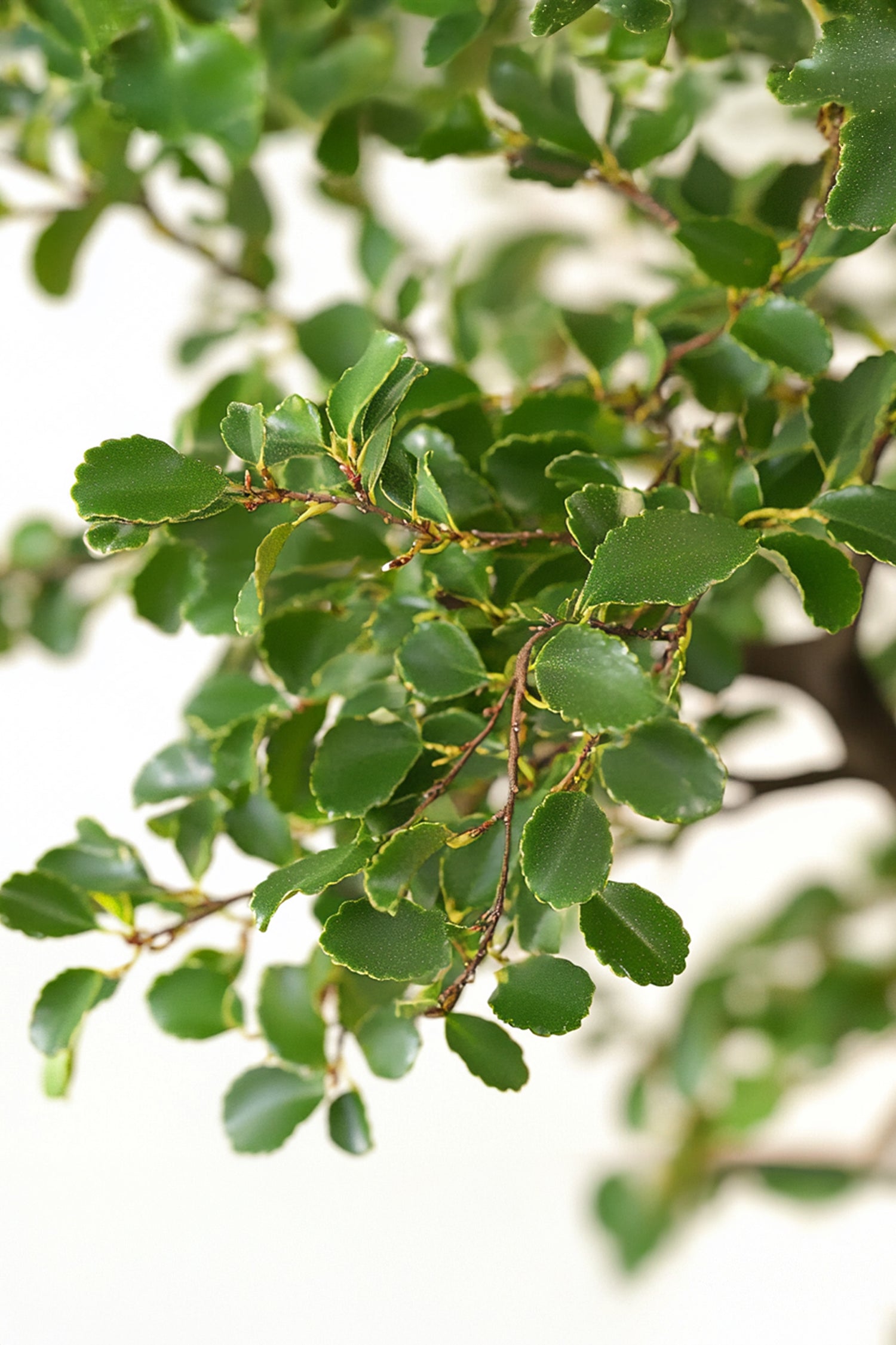 Bonsaï Zelkova Forme S – Plante D’Intérieur