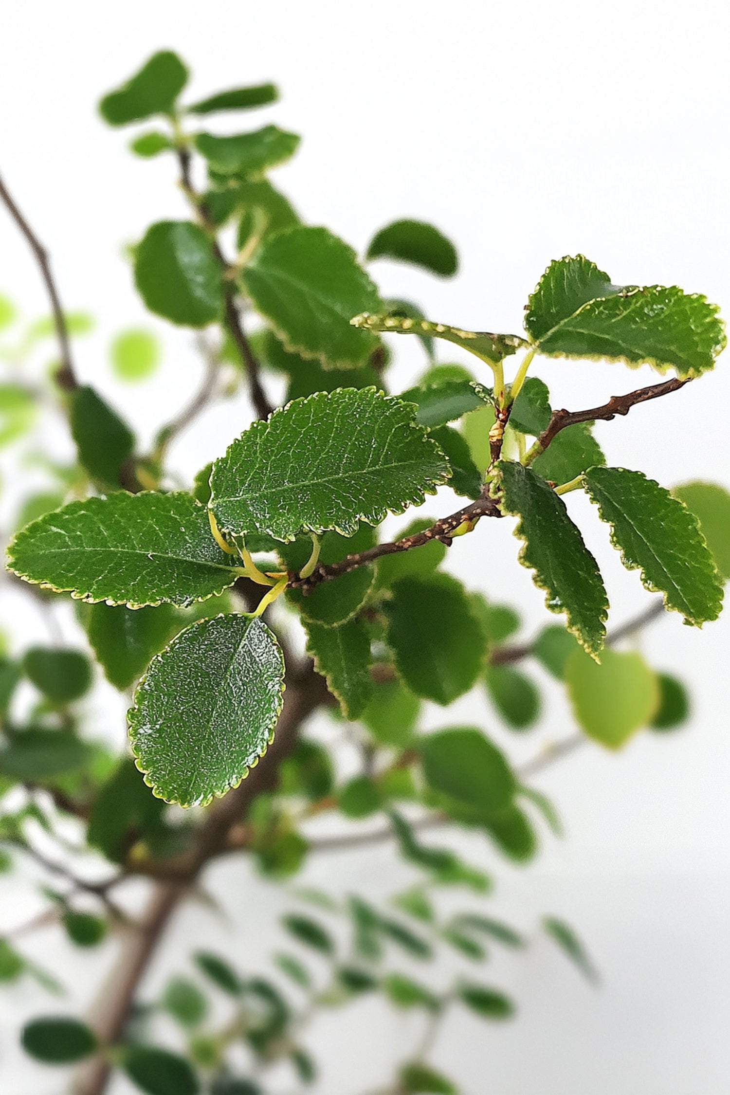 Bonsaï Zelkova Forme S – Plante D’Intérieur