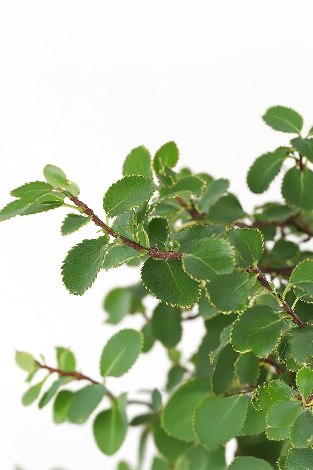 Bonsaï Zelkova Forme S – Plante D’Intérieur
