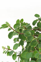 Bonsaï Zelkova Forme S – Plante D’Intérieur