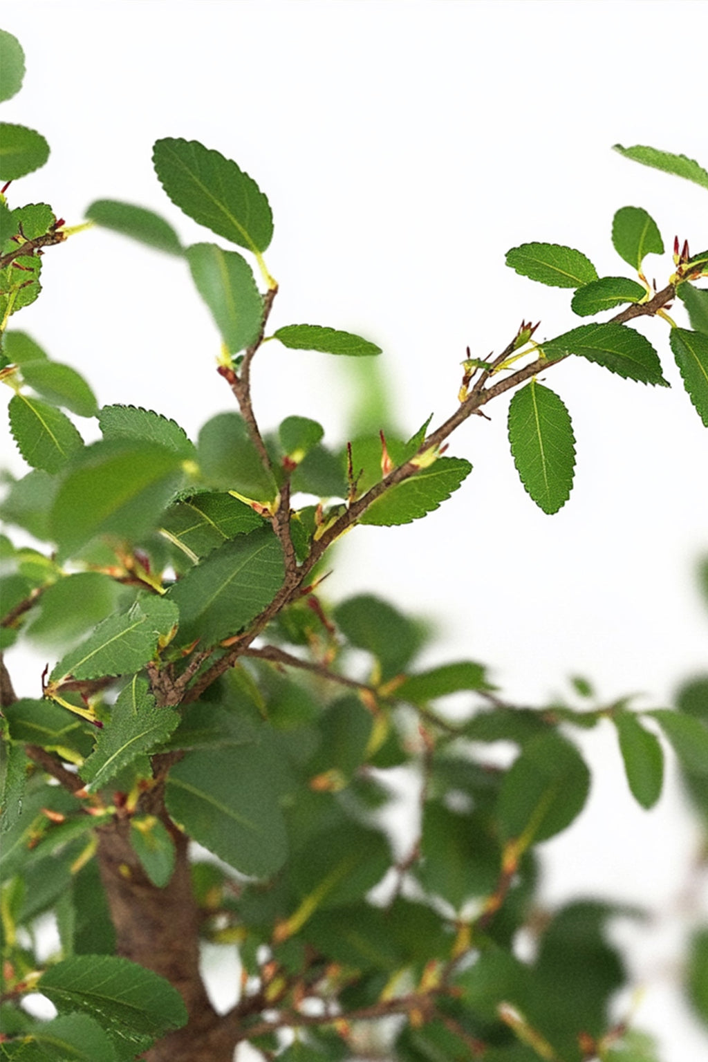 Bonsaï Zelkova Forme S – Plante D’Intérieur