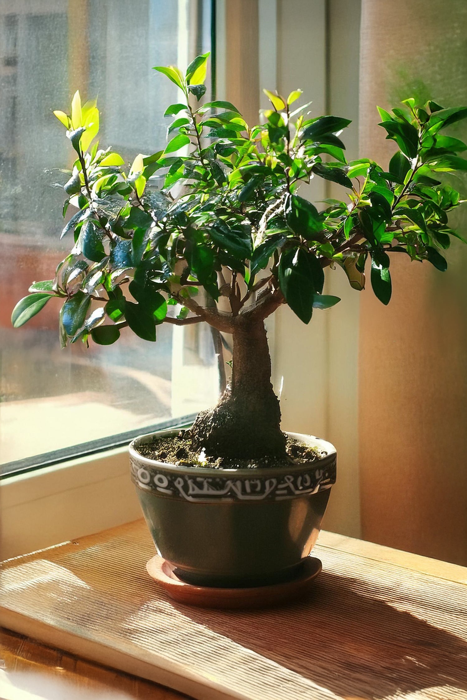 Bonsaï Carmona Boule – Plante D’Intérieur