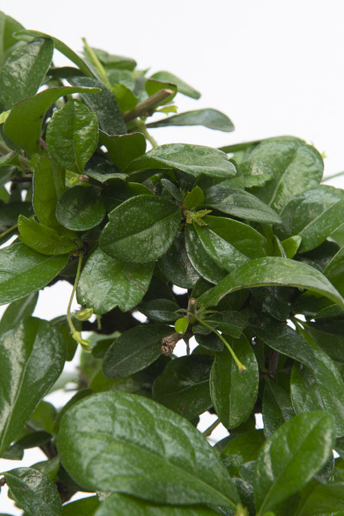 Bonsaï Carmona Boule – Plante D’Intérieur