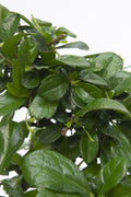 Bonsaï Carmona Boule – Plante D’Intérieur