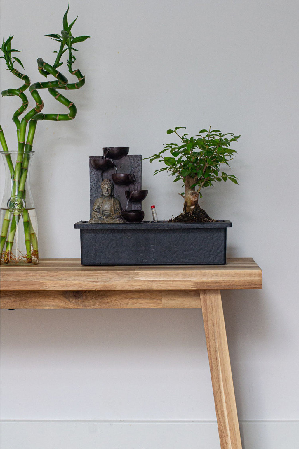 Bonsaï Cascade ‘Bouddha’ – Plante D’Intérieur