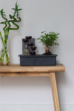 Bonsaï Cascade ‘Bouddha’ – Plante D’Intérieur