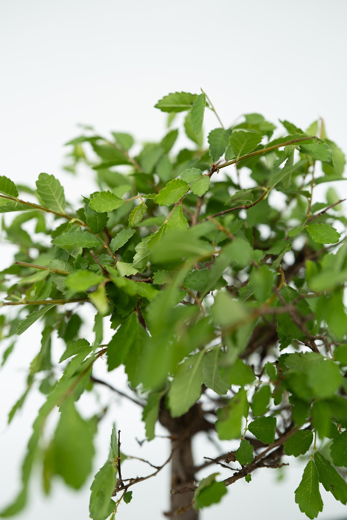 Bonsaï Cascade ‘Bouddha’ – Plante D’Intérieur