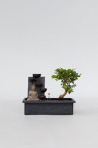 Bonsaï Cascade ‘Bouddha’ – Plante D’Intérieur