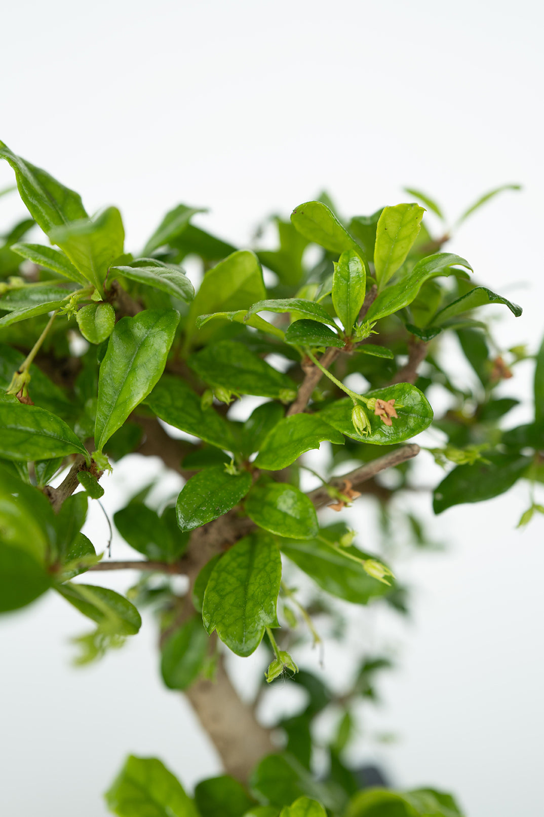 Bonsaï Cascade ‘Pierres’ – Plante D’Intérieur
