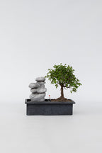 Bonsaï Cascade ‘Pierres’ – Plante D’Intérieur
