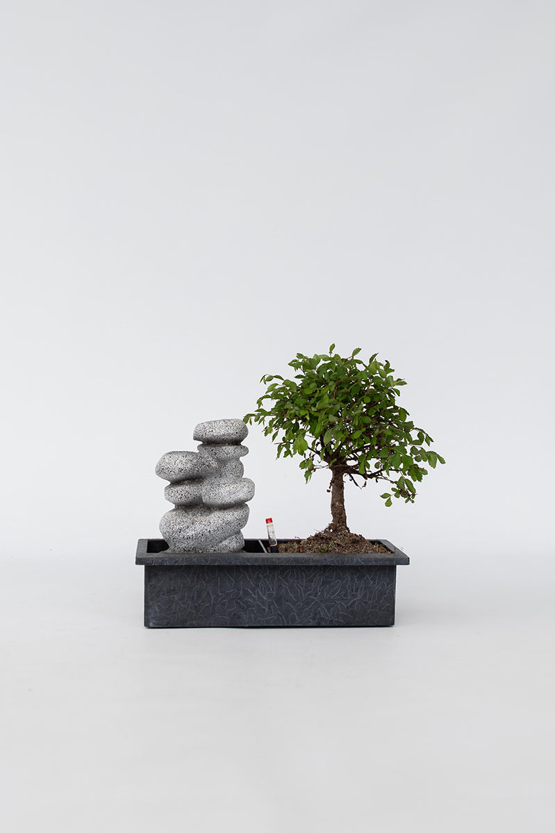 Bonsaï Cascade ‘Pierres’ – Plante D’Intérieur