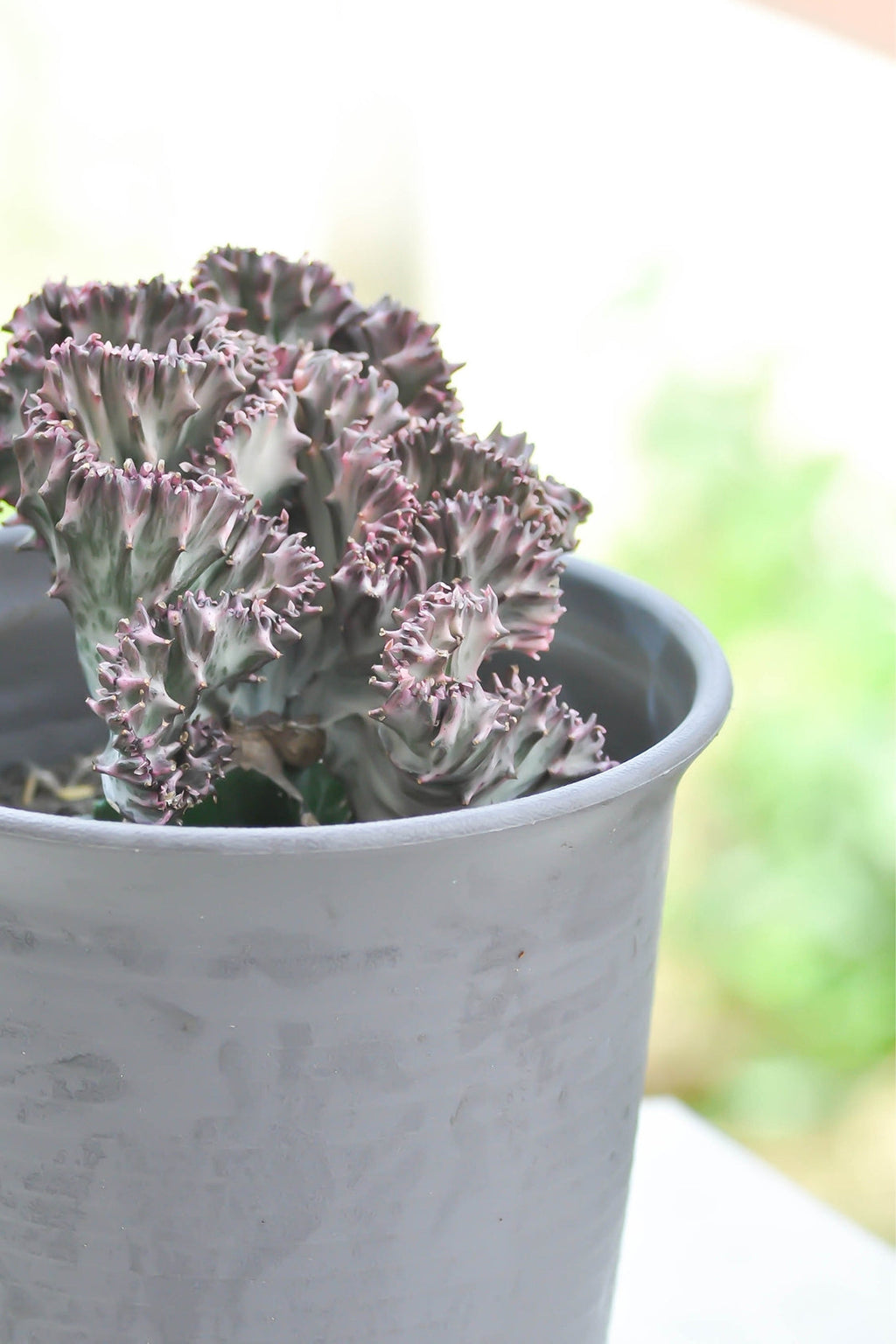 Mélange 2 Euphorbia Lactea - Plantes D'Intérieur