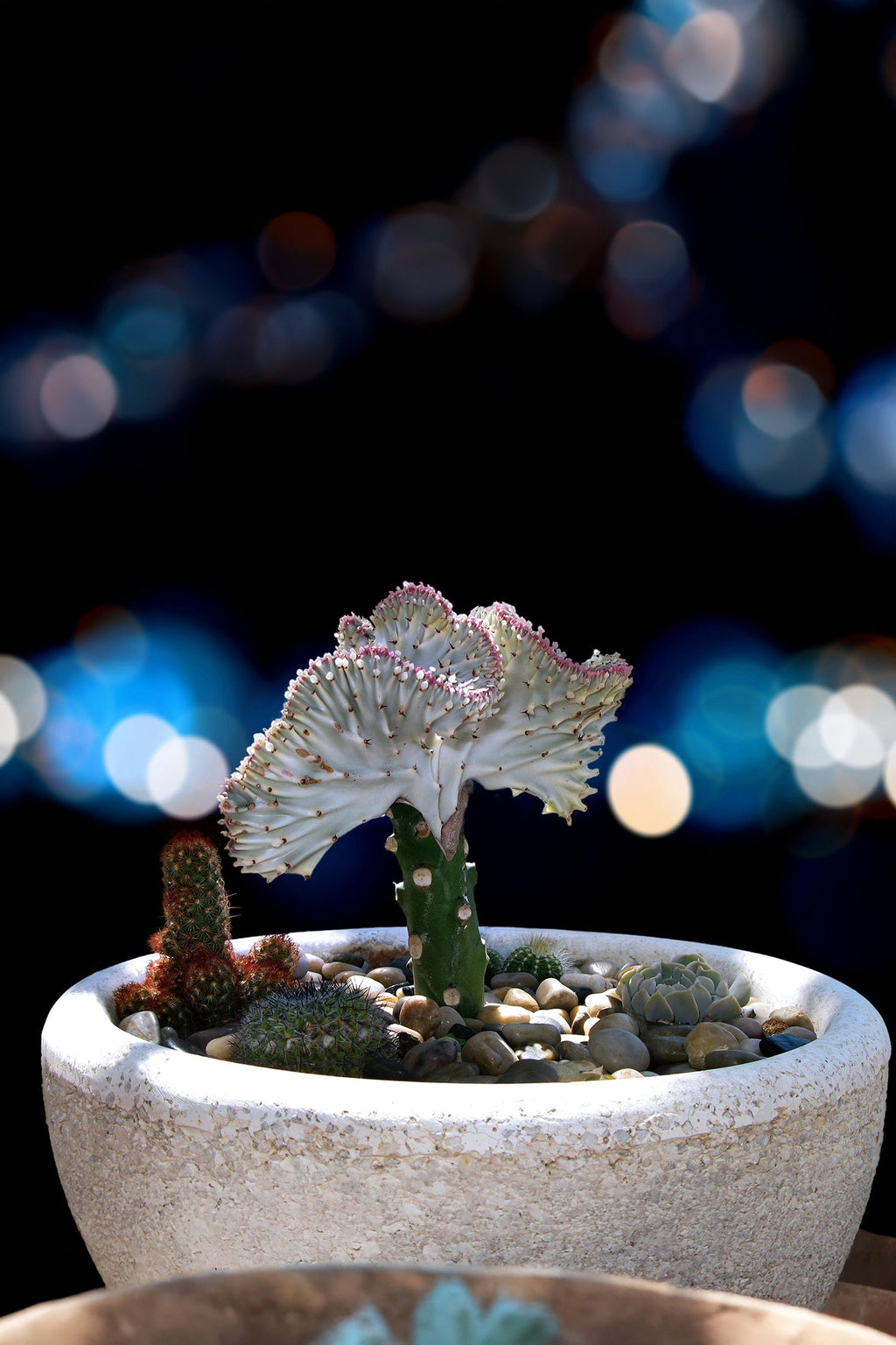 Mélange 2 Euphorbia Lactea - Plantes D'Intérieur