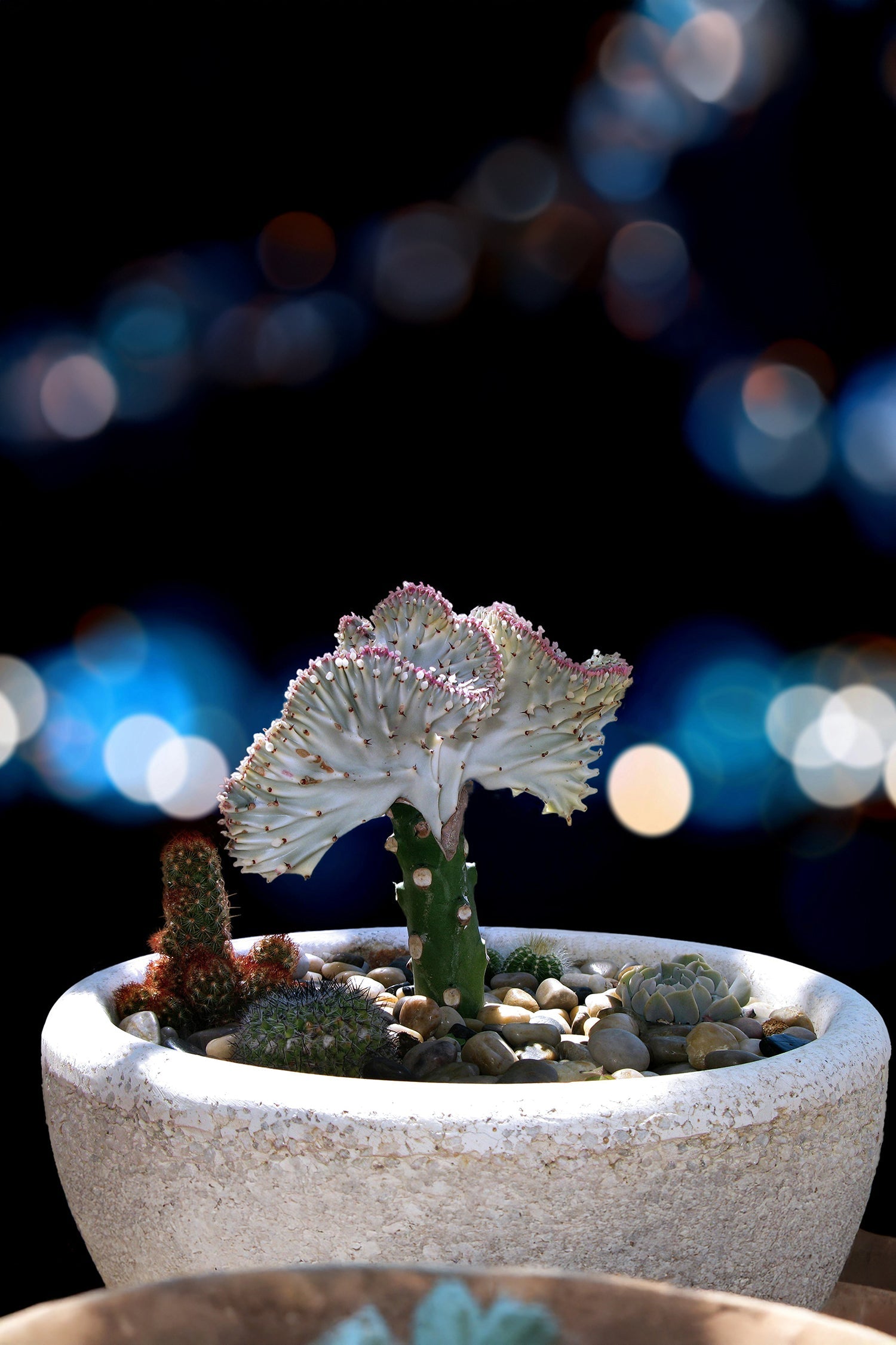 Mélange 2 Euphorbia Lactea - Plantes D'Intérieur