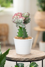 Mélange De 2 Euphorbia Lactea – Plante D’Intérieur